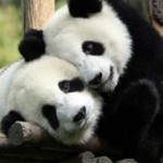 panda2